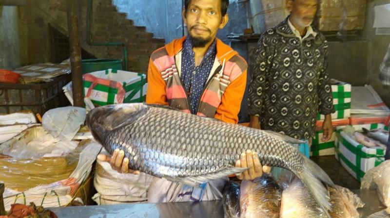 ঢাকার বাজারে কেন  ভারত থেকে মাছ আমদানি করতে হচ্ছে?