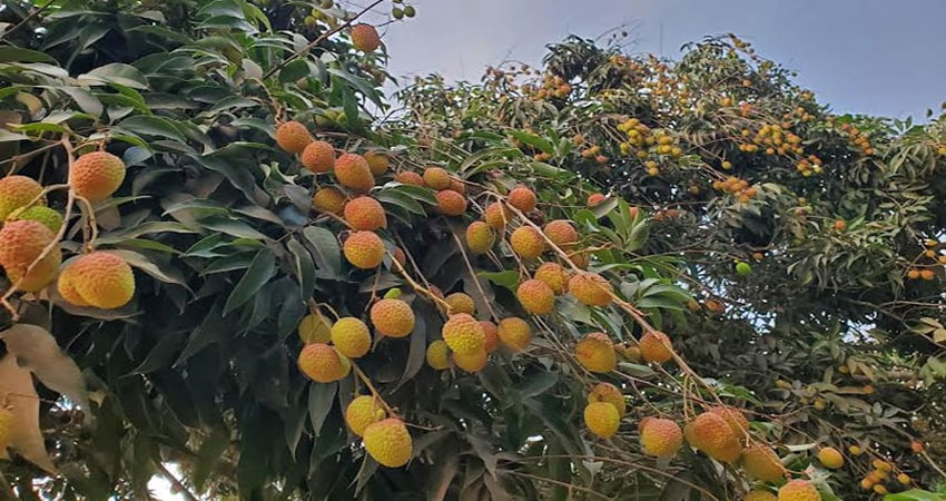 ব্রাহ্মণবাড়িয়া বিজয়নগরে বাম্পার লিচুর ফলন