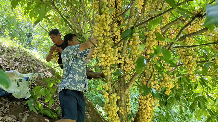 পাহাড়ে লটকন চাষের সফল তরুণ উদ্যোক্তা স্নাতকোত্তর ছাত্রের